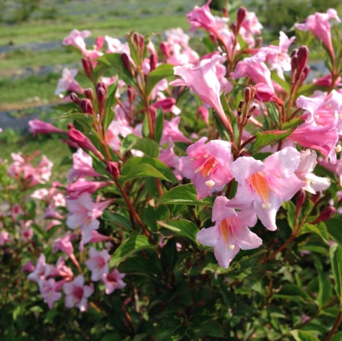 Weigela Sonic Bloom Pure Pink 3G