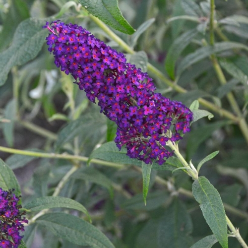 Butterfly Bush Buddleia Monarch Dark Dynasty 3G