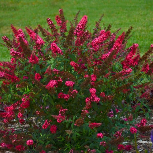 Butterfly Bush Buddleia Monarch Prince Charming 3G