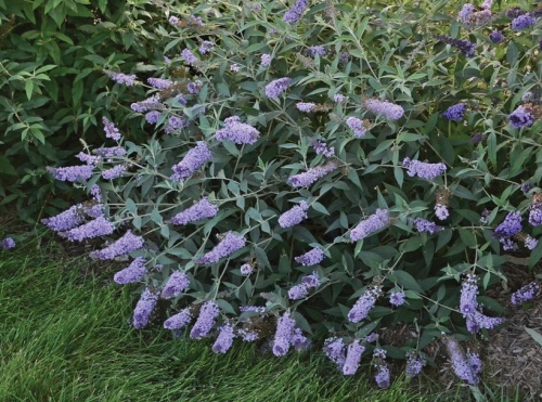 Butterfly Bush Buddleia Monarch Glass Slipper 3G