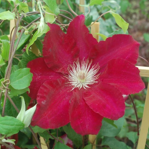 Clematis 1g Rebecca