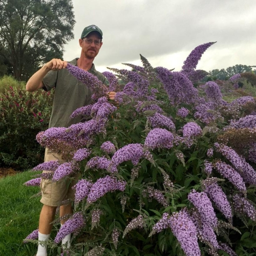 Butterfly Bush Buddleia Grand Cascade 3G