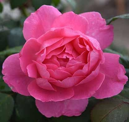 Rose Hybrid Tea Shrub True Inspiration 2G