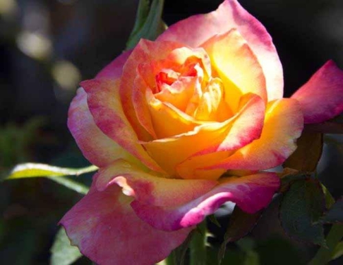 Rose Floribunda True Sincerity 2G