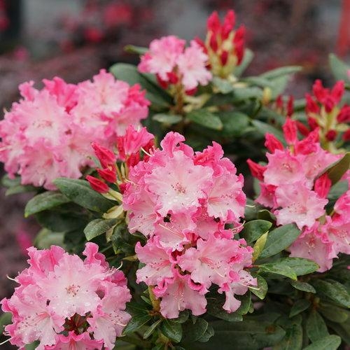 Rhododendron Dandy Man Colorwheel 3G