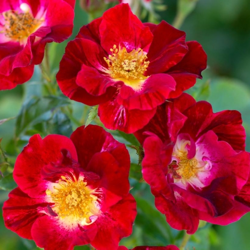 Rose Climbing Red Streamer 3G