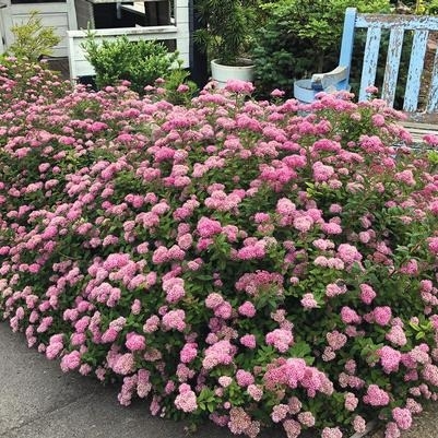 Spiraea Poprock Petite 3G