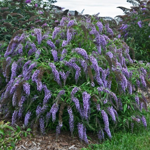 Butterfly Bush Buddleia Wisteria Lane 3G