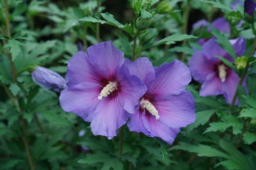 Rose Of Sharon Hibiscus Violet 3G