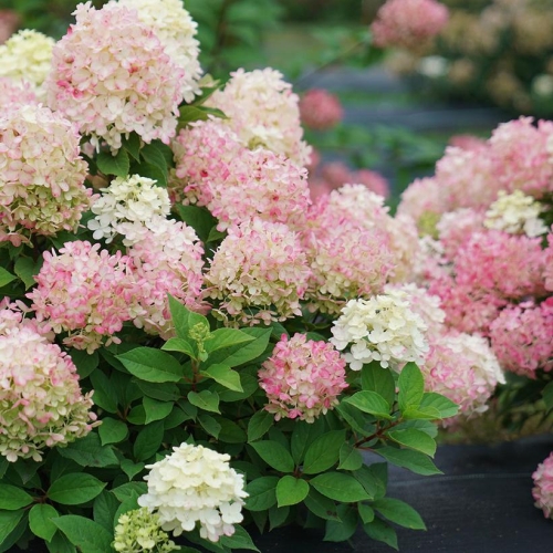 Hydrangea Panicle Firelight Tidbit 2G