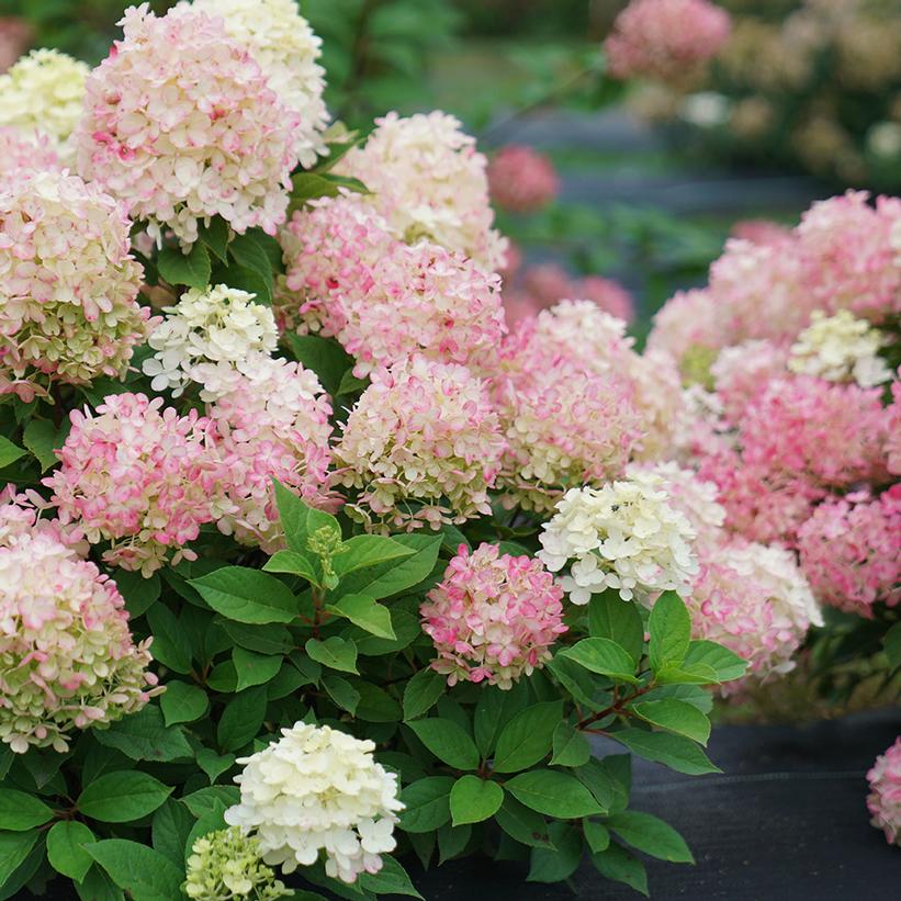 Hydrangea Panicle Firelight Tidbit 3G