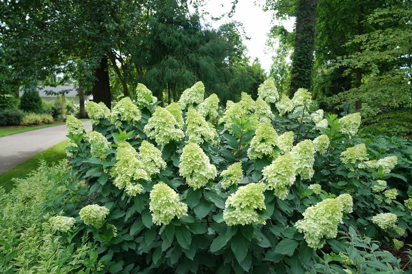 Hydrangea Panicle Limelight Prime 3G