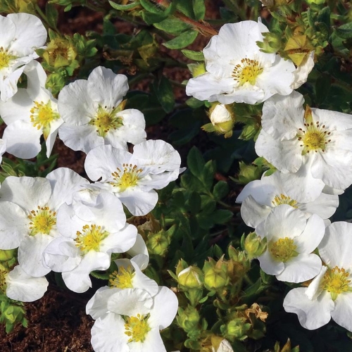 Potentilla Bella Bellissima 2G