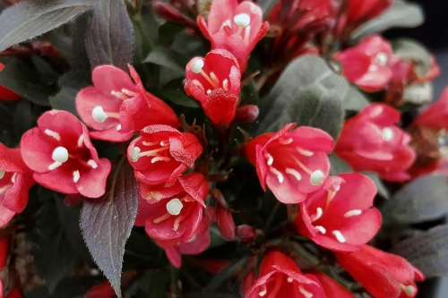 Weigela Electric Love 2G