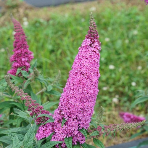 Butterfly Bush Buddleia Pugster Pinker 3G