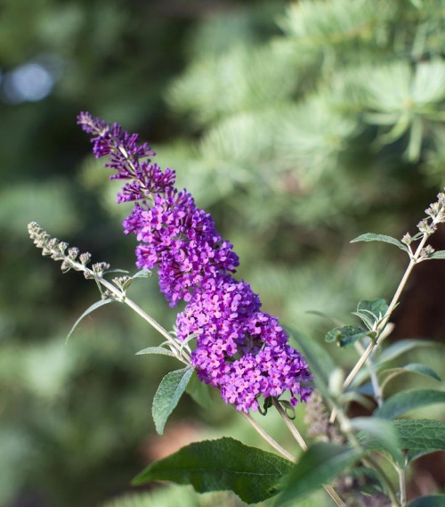 Butterfly Bush Buddleia Psychedelic Sky 3G