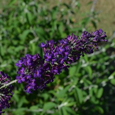 Butterfly Bush Buddleia Groovy Grape 3G