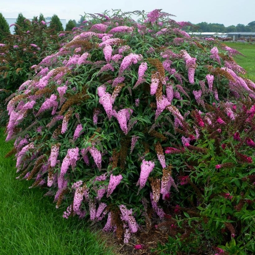 Butterfly Bush Buddleia Pink Cascade 3G