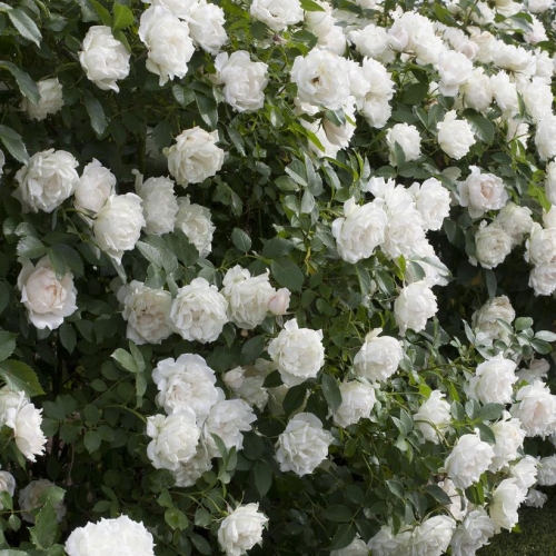 Rose Landscape Shrub Icecap 2G