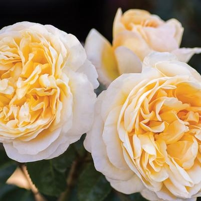 Rose Hybrid Tea Moonlight Romantica 2G