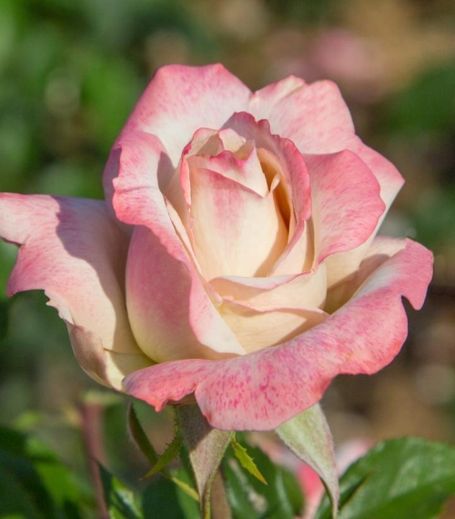 Rose Hybrid Tea Pinkerbelle 2G