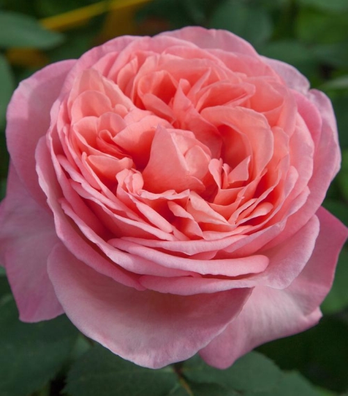 Rose Sweet Mademoiselle 2G