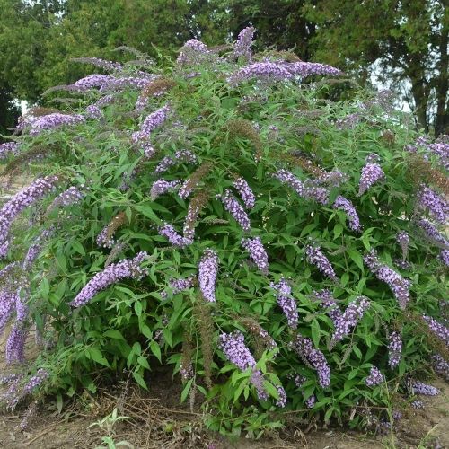 Butterfly Bush Buddleia Lavender Cascade 3G