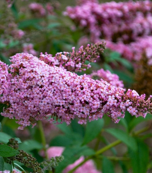 Butterfly Bush Buddleia Monarch Princess Pk 3G