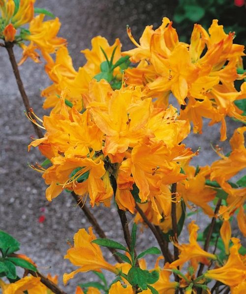 Azalea Golden Lights 3G