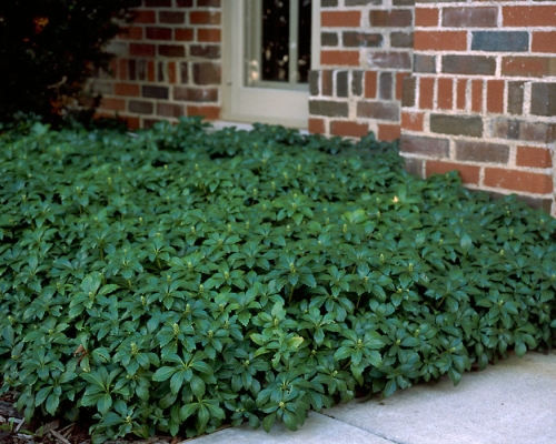 Pb Pachysandra 4" Pot