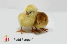 Rudd Ranger Broiler Straight Run