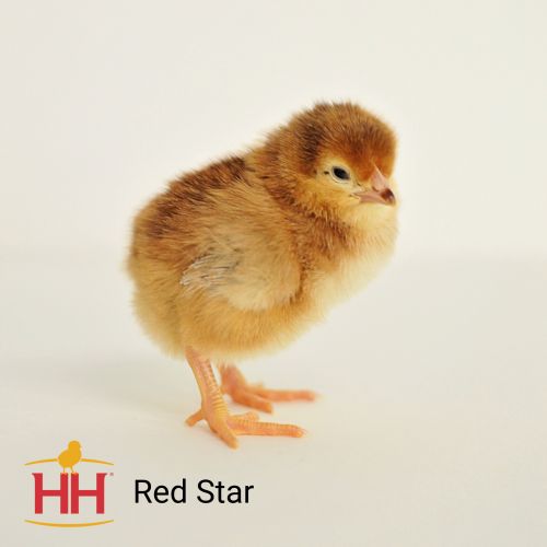 Live Red Star Pullet