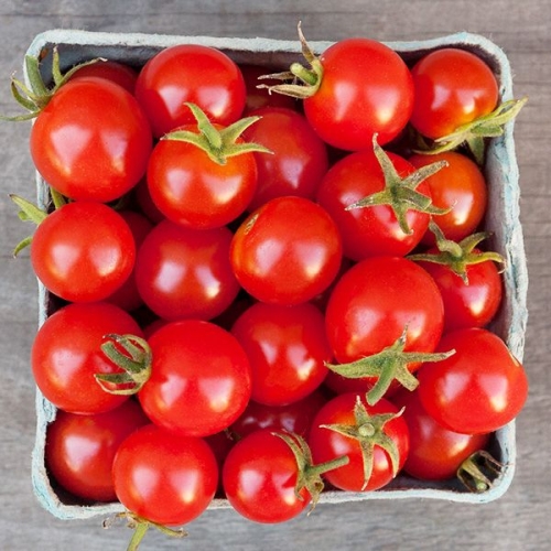 Suny Hydrocherry Tomatoes