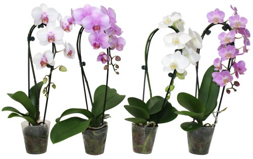 Orchid Phalanopsis 3.5"