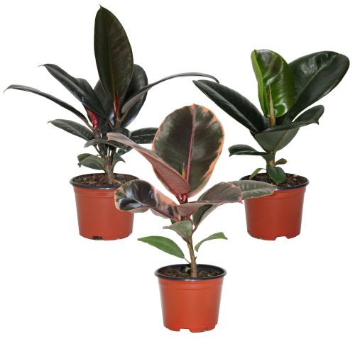 Plant Ficus Elastica 5" Ruby
