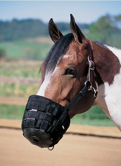 Grazing Muzzle W/ Halter Xs