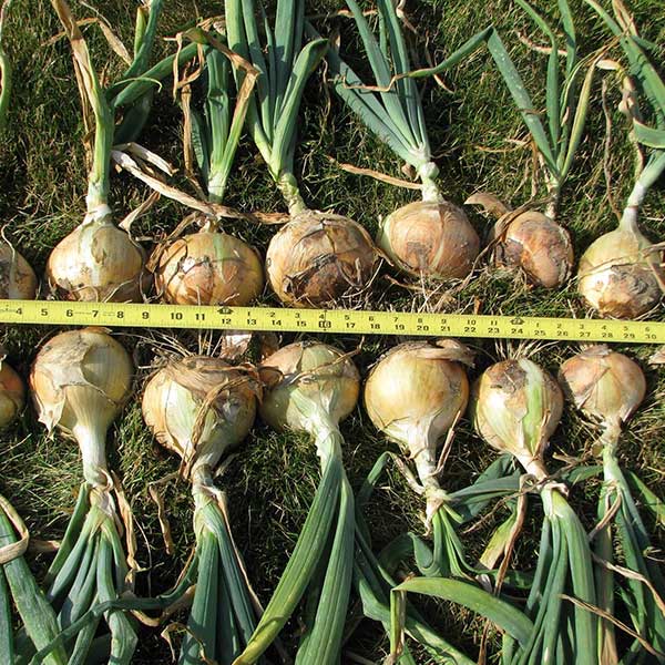 Walla Walla Onion Bunch