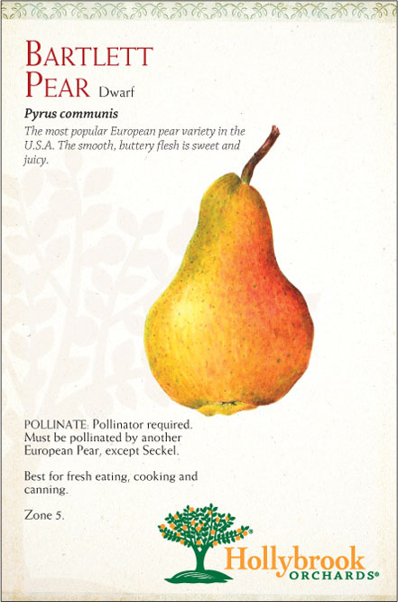 Pear 7g Bartlett Dwf Z5
