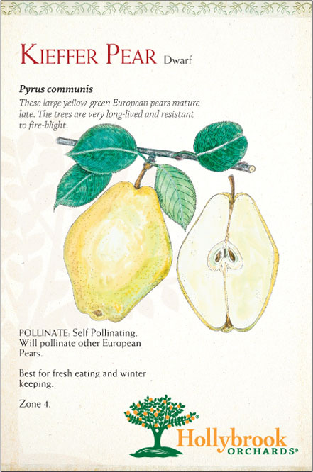 Pear 7g Kieffer Dwf Z4