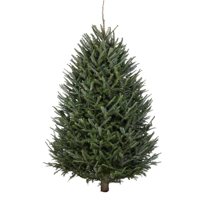 Tree Xmas Balsam  8-10ft