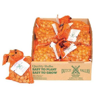 ONION 75ct YELLOW DV