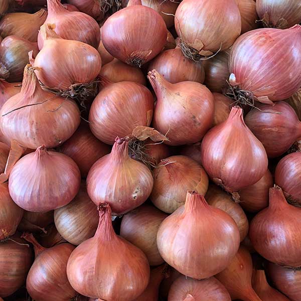 ONION 6ct SHALLOT DV