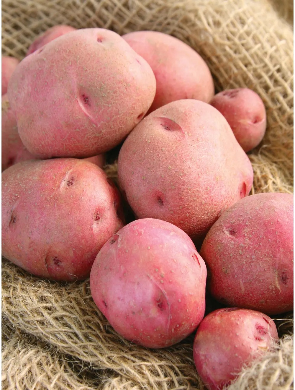 Red Pontiac Seed Potato