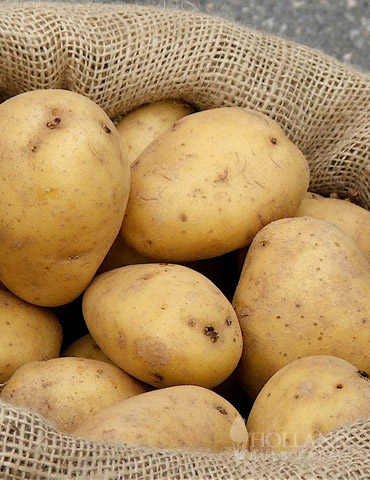 Chieftain Seed Potato