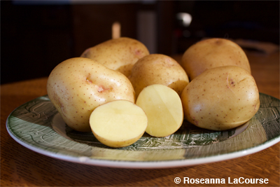 Yukon Gold Seed Potato