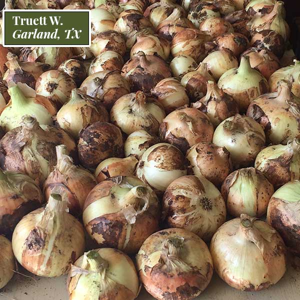 Yel Granex Vidalia Onion Bunch