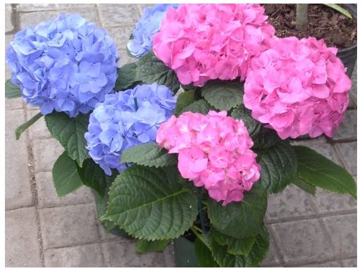 Easter Hydrangea 6" Assorted