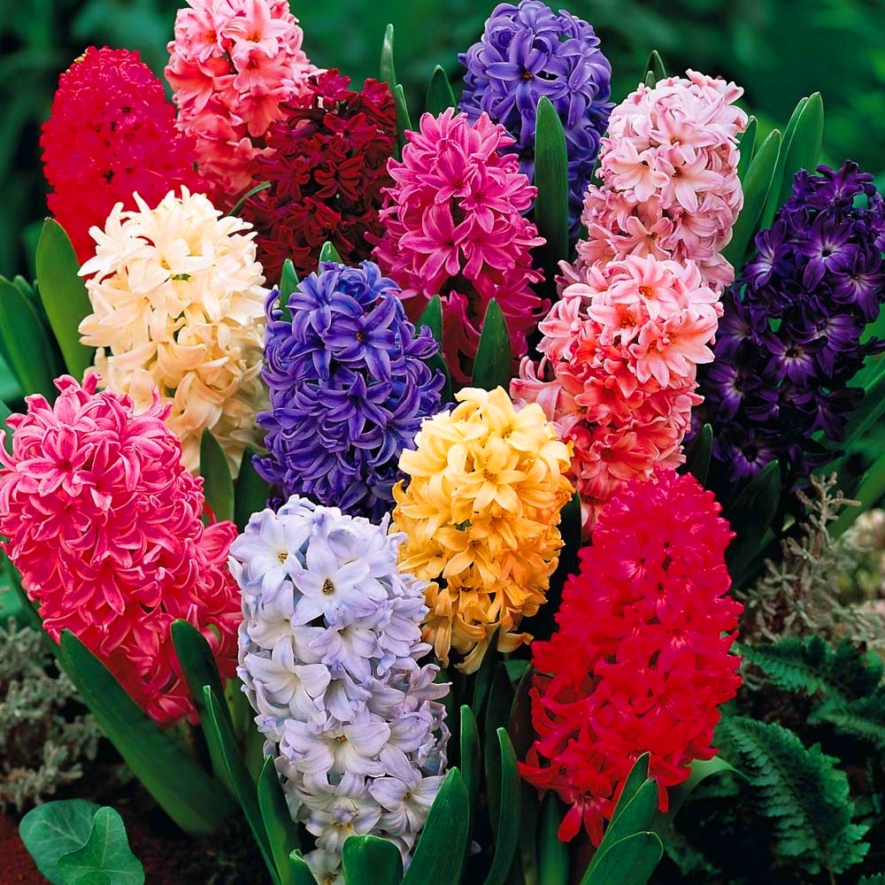 EASTER HYACINTH 7in