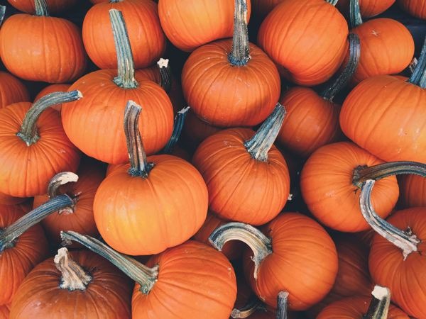 Pie Pumpkin