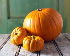 Pumpkins Xlarge